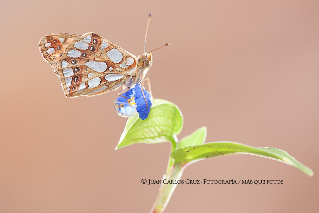  mariposas5